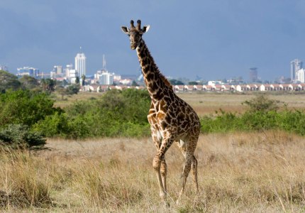 Nairobi-park