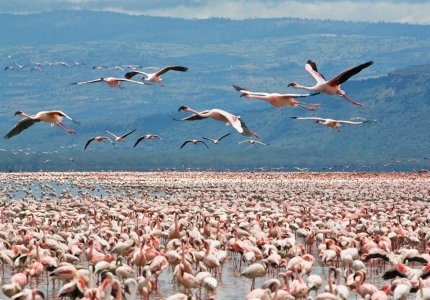 Lake-Nakuru-Trip