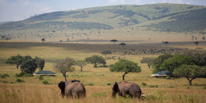 Masai-Mara-Elephants