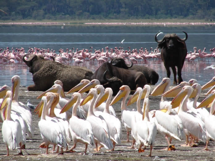 Nakuru-flamingoes