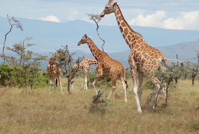 Samburu_safaris