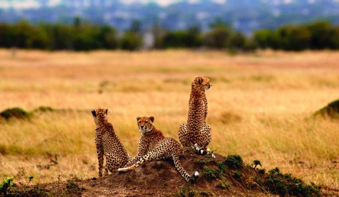 cheetah-serengeti