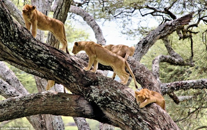 manyara-lions