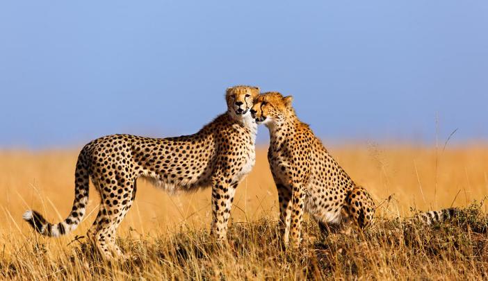 mara-cheetah