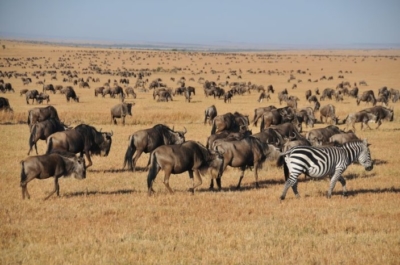 3 Days Masai Mara Joining Budget Safari