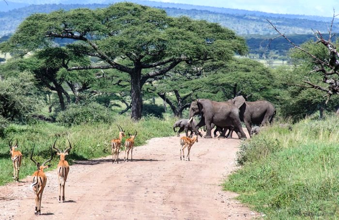 Elephant crossing, Serengeti National Park, Tanzania