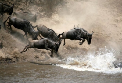 Maasai Mara Budget Safaris