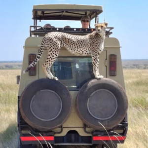 3 day maasai mara joining safari